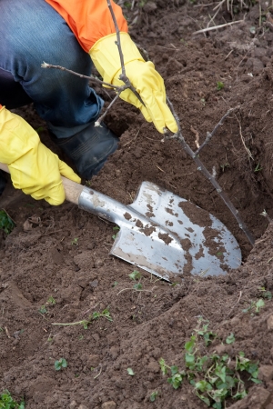 Closeup of gardener planting the tree in springの写真素材