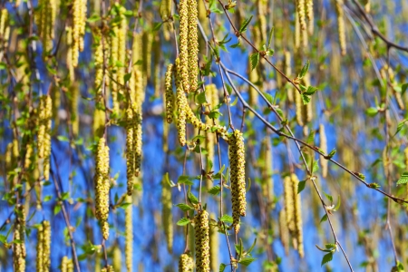  spring birch with catkins on blur backgroundの写真素材