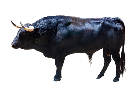 Standing black bull, isolated over white background の写真素材