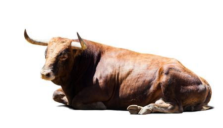 resting brown bull, isolated over white with shadowの写真素材