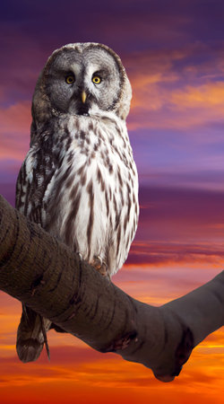Great Grey Owl (Strix nebulosa) against sunset skyの写真素材