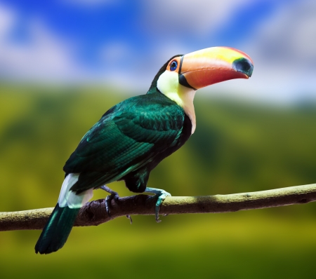 Toco Toucan against natural landscapeの写真素材