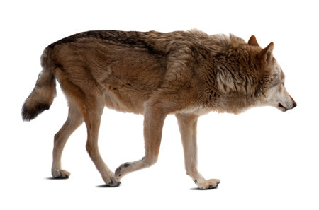 wolf. Isolated over white background with shade