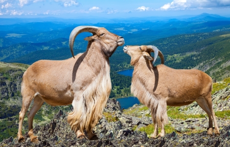 Pair of Standing barbary sheeps in wildness area in sunny dayの写真素材