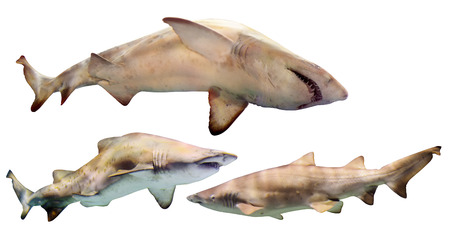 Set of  sharks. Isolated over white backgroundの写真素材