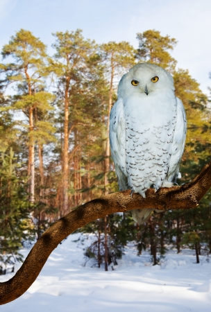 Snowy Owl at pine forest in winter timeの写真素材
