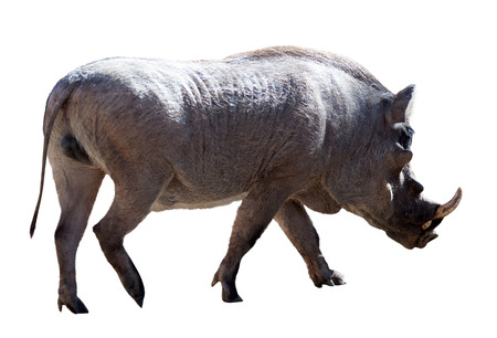 Warthog (Phacochoerus africanus). Isolated over white backgroundの写真素材
