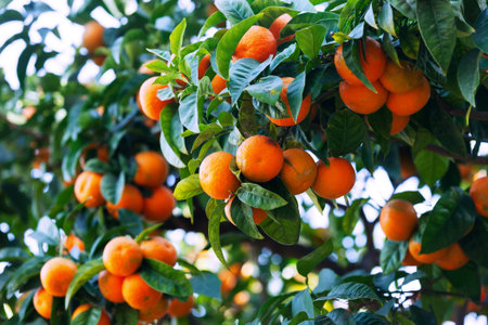 Close-up of tangerin tree with mandarins