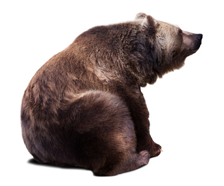Sitting brown bear. Isolated  over white background with shadeの写真素材