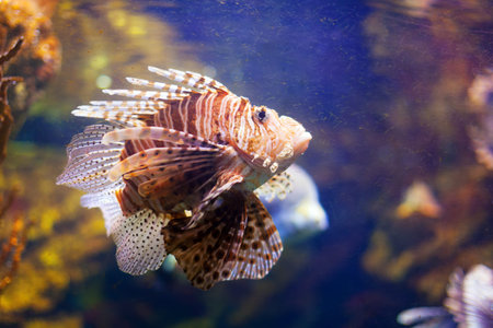 Red lionfish - venomous living in coral reef of tropics