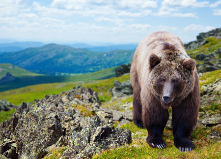  Brown bear in mountains area の写真素材