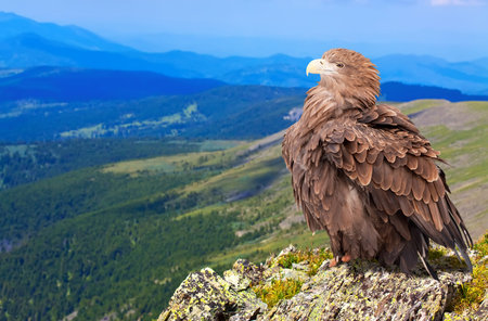 eagle on rock against wildness background