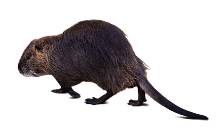 full length shot of Coypu over white background with shadeの写真素材