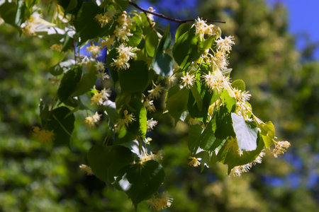 blossoming linden branch   in sunshine