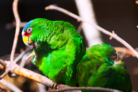 Two parrots - amazon white-fronted