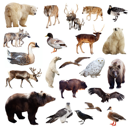 Set of european animals. Isolated over white background の写真素材
