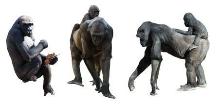 Set of gorillas. Isolated on white backgroundの写真素材