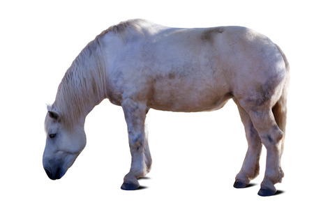 full length of white horse. Isolated over white background with shadeの写真素材