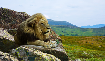 Lion on stone at wildness areaの写真素材