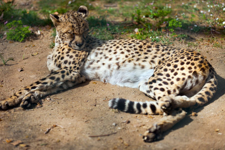 adult cheetah  (Acinonyx jubatus) sleeping over groundの写真素材
