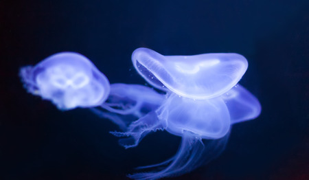 jellyfish (Aurelia aurita) in deep dark waterの写真素材