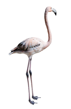 Standing flamingo. Isolated over white backgroundの写真素材