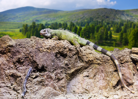   Iguana on stone at wildness areaの写真素材