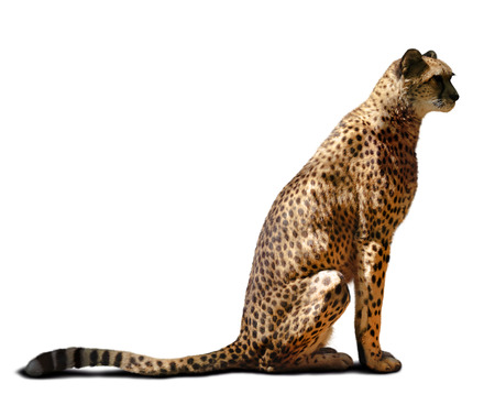 Young adult cheetah over white backgroundの写真素材