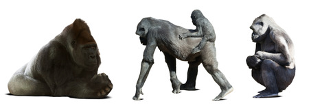 Set of gorillas. Isolated on white background with shadeの写真素材