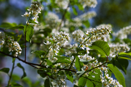 Close-up of  white  Bird Cherry flowersの写真素材