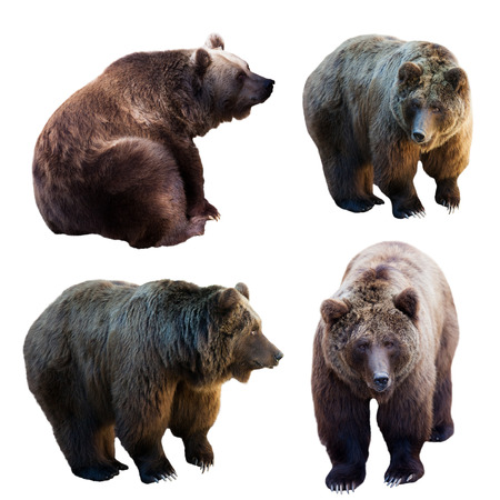 Set of bear over white backgroundの写真素材