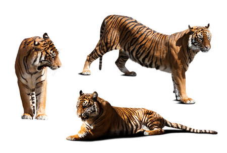 tigers. Isolated  over white with shade
の写真素材