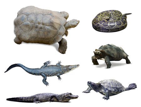 Set of reptilian. Isolated over white backgroundの写真素材