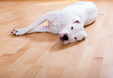 Dog lying on the parquet floorの写真素材