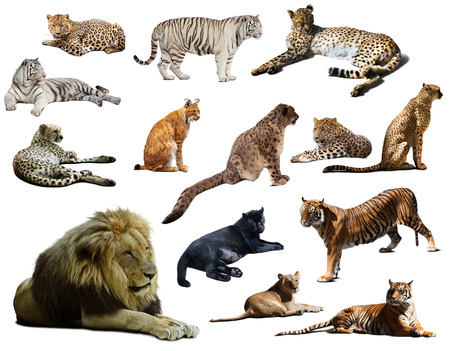 Set of  lion and other big wildcats. Isolated over white  with shadeの写真素材