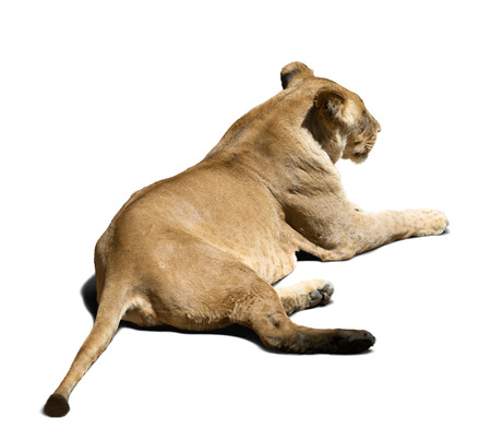 Adult female lion (Panthera leo). Isolated  on white  の写真素材