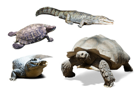 set of several reptiles. Isolated on white の写真素材