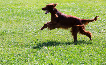 Irish Setter running on grass at park in summerの写真素材
