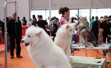  VIC, SPAIN - JUNE 1, 2014: Dogs and their owners at exhibition - XIX national dog exhibition of Cataloniaのeditorial素材