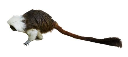 Cotton-top tamarin (Saguinus oedipus). Isolated over white background の写真素材