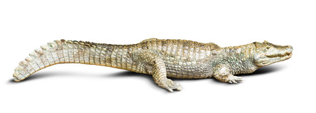 spectacled caiman (Caiman crocodilus), isolated on white  の写真素材