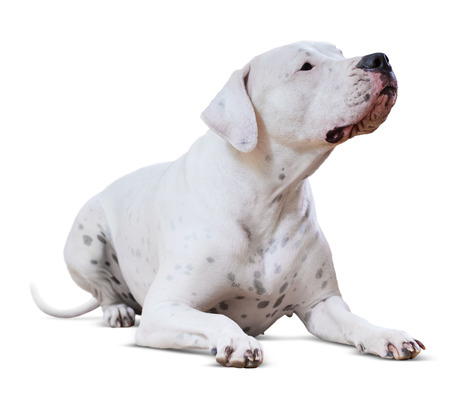 lying adult Dogo Argentino Isolated on white background  の写真素材