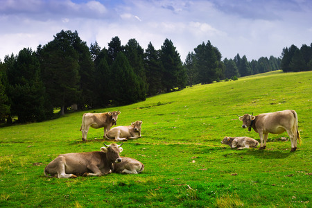 Summer view of  meadow with cows. Pyrenees, Cataloniaの写真素材