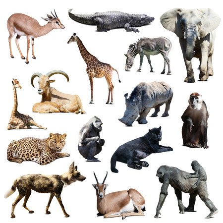 Set of african animals on white background with shade Set of african animals on white background with shade