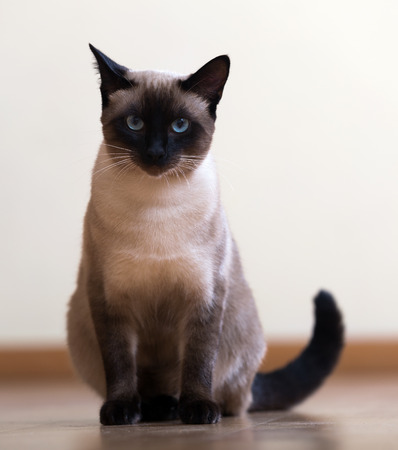 Sitting young adult siamese cat on wooden floorの写真素材