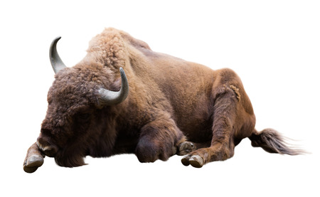 Laying european bison. Isolated on white backgroundの写真素材