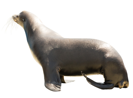 Earless seal. Isolated  over white backgroundの写真素材