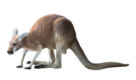Red kangaroo (Macropus rufus). Isolated over whiteの写真素材