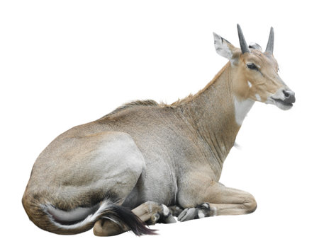 Nilgai (Boselaphus tragocamelus), also known as nilgau. Isoalted on whiteの写真素材