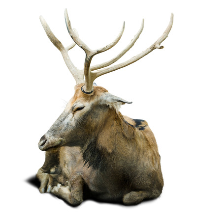 Pere David's deer (Elaphurus davidianus), also known as the milu or elaphure. Isoalted over white backgroundの写真素材